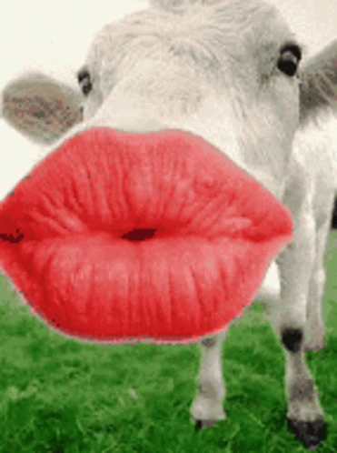 Funny Cow Big Kiss GIF