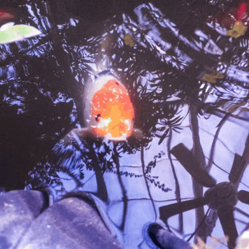 Big Koi Fish Swimming Away GIF
