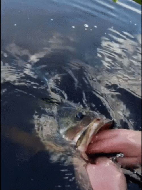 Big Mouth Fish Funny Fishing GIF