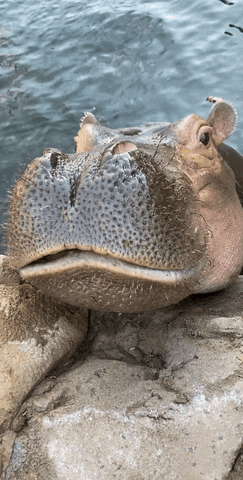 Big Mouth Hippopotamus Chewing Gum GIF