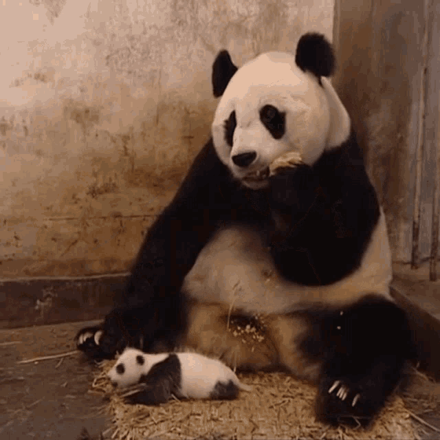 Big Panda Sneezing GIF