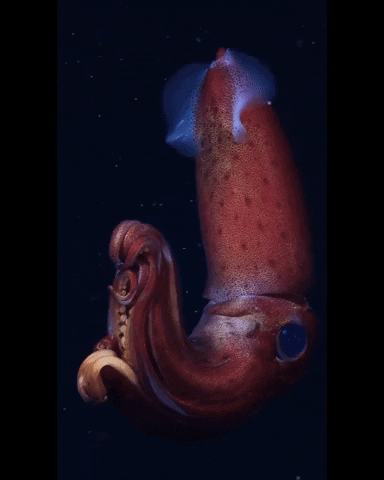 Big Red Squid Swimming GIF