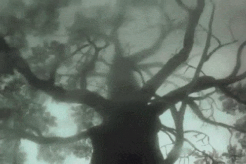 Big Tree Dark Aesthetic GIF