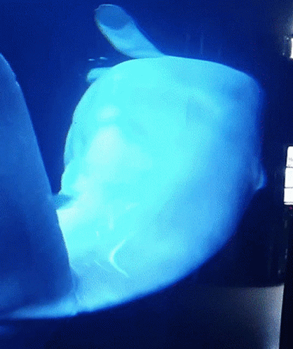 Big Tummy Beluga Just Chilling GIF