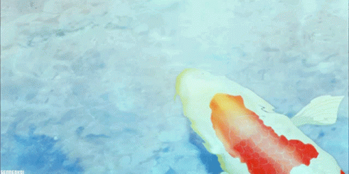 Big White Koi Fish Swimming GIF