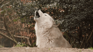 Big White Wolf Howling Longer GIF