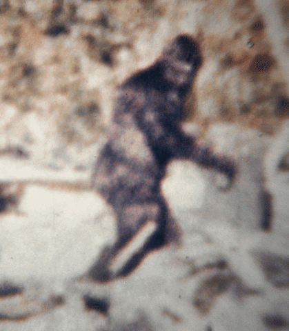 Bigfoot Boomerang Footage GIF