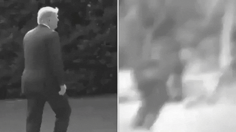 Bigfoot Comparison To Trump GIF