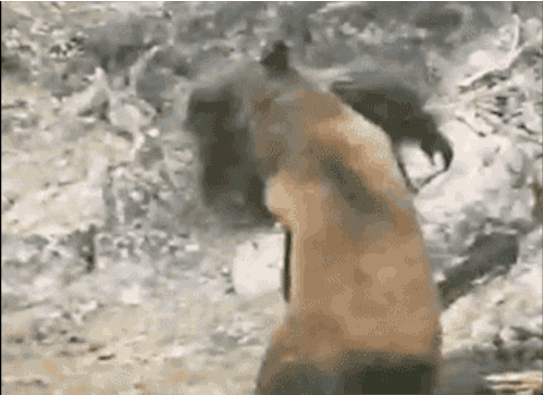 Bigfoot Fighting With A Bear GIF