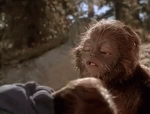 Bigfoot In Woods No! Oh No! GIF