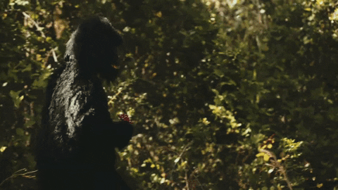 Bigfoot Walking In The Forest GIF