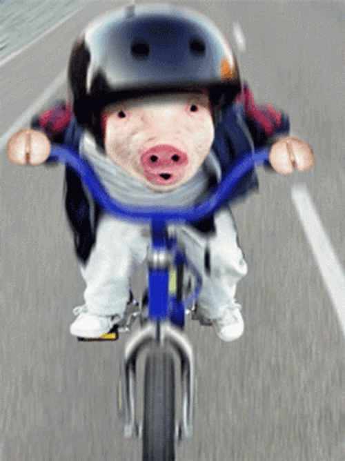 Bike Riding Piggy Face Swap GIF