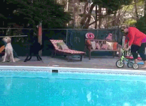 Biking Grandma Fall Into Pool GIF