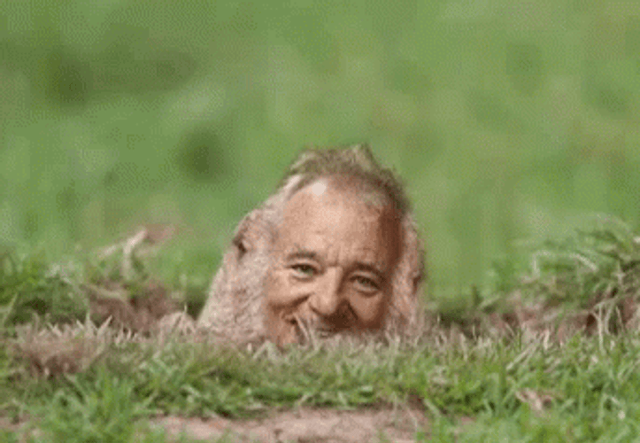 Bill Murray Groundhog  GIF