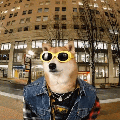 Billionaire Dog Meme GIF