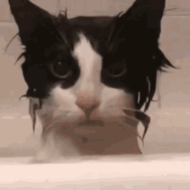 Billzo Drenched Cat Billzo Cat Gif GIF