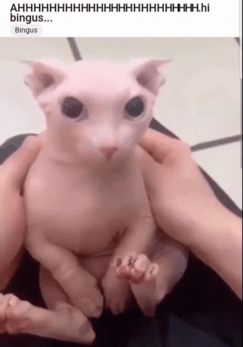 Ah Bingus Sphynx Cat Warp GIF