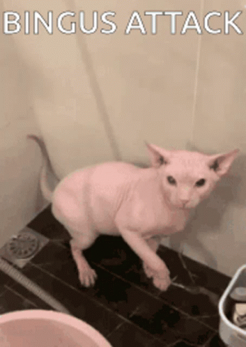 Sphynx Cat Bingus Attack GIF