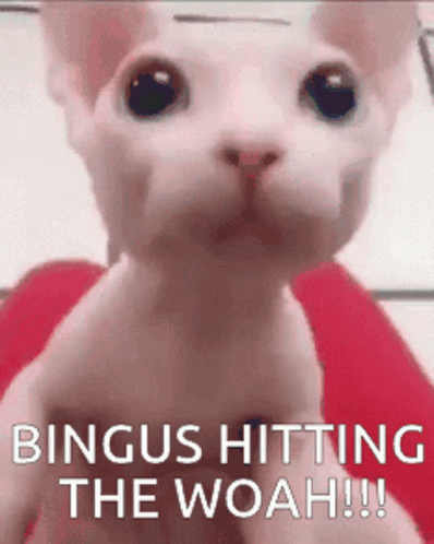 Bingus Hitting The Woah Sphynx Cat GIF