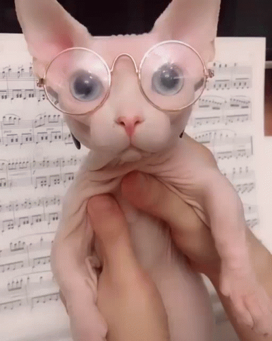 Bingus Sphynx Cat Eyeglasses GIF