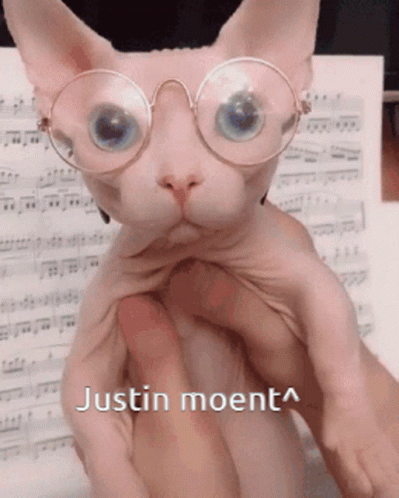Bingus Sphynx Cat Justin Moment GIF