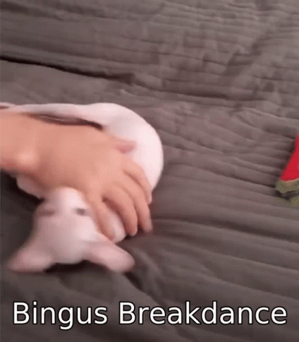 Bingus Sphynx Cat Breakdance GIF