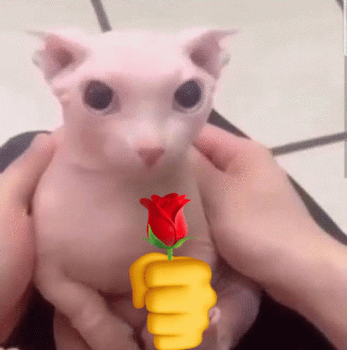 Bingus Sphynx Cat Rose For You GIF