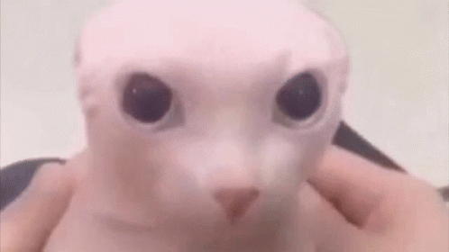 Bingus Sphynx Cat Kpop GIF