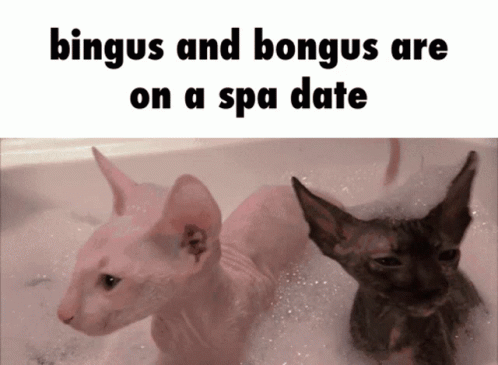 Bingus Bongus Sphinx Cat Spa Date GIF