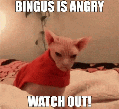 Bingus Sphynx Cat Is Scary Watch Out GIF