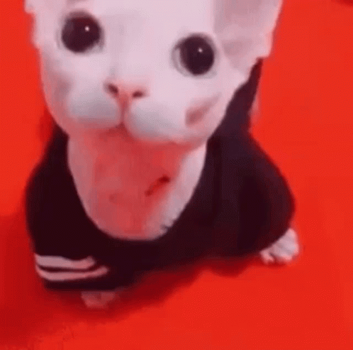 Bingus Costume Cat Wink GIF