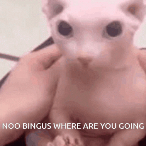 Bingus Sphynx Cat Where Are You Going GIF