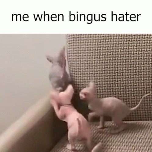 Bingus Sphynx Cat Hater GIF