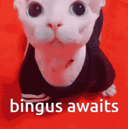 Bingus Awaits Cute Sphynx Cat GIF