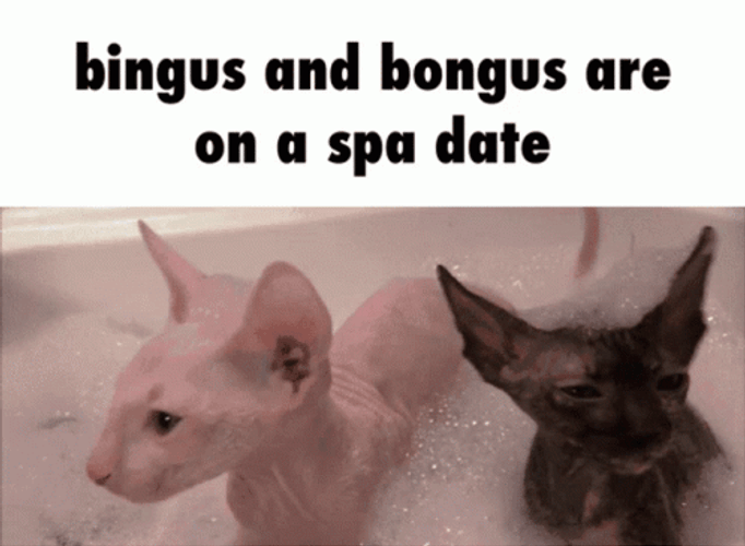 Bingus Bongus Sphinx Cat Spa Date GIF