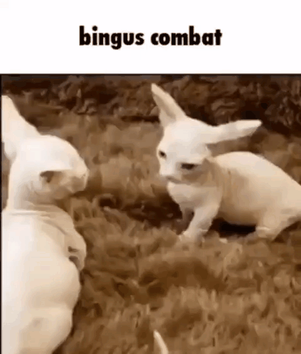 Bingus Combat Sphynx Cat Fight GIF