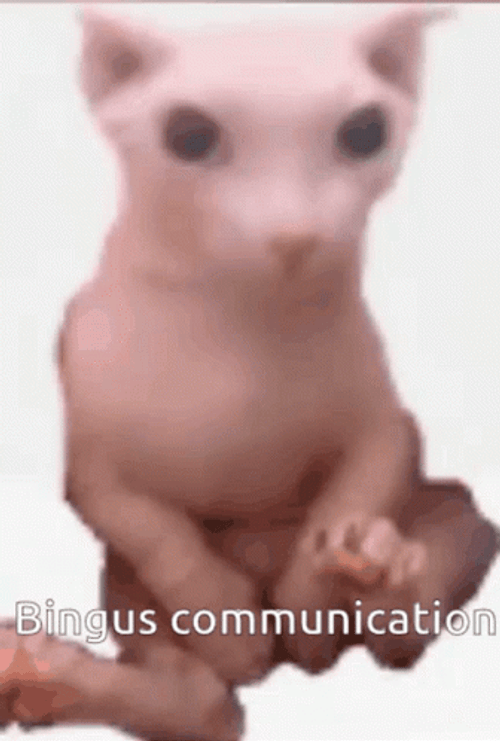 Bingus Communication Sphynx Cat GIF