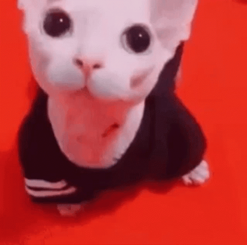 Bingus Costume Cat Wink GIF