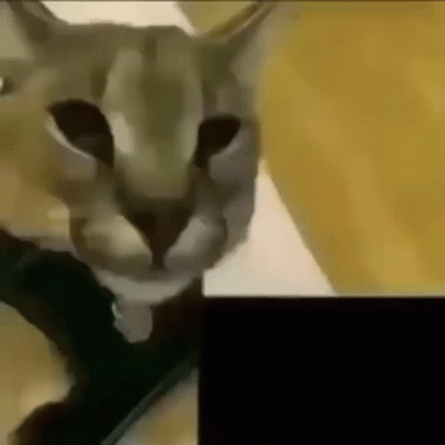 Bingus Cougar Rawr GIF