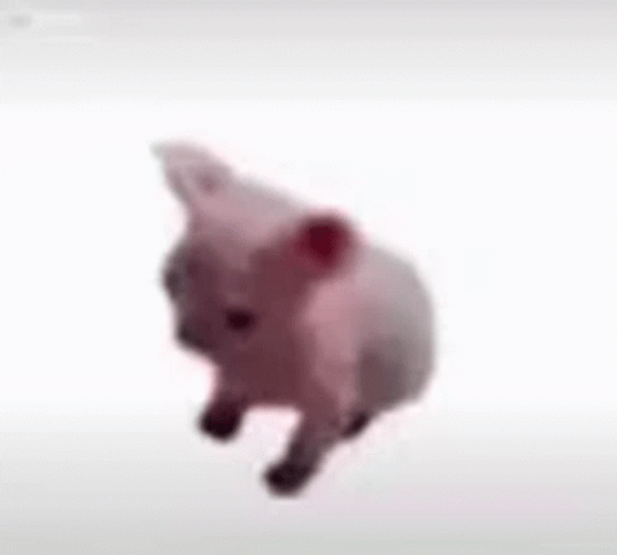 Bingus Cute Meme Sphynx Cat GIF