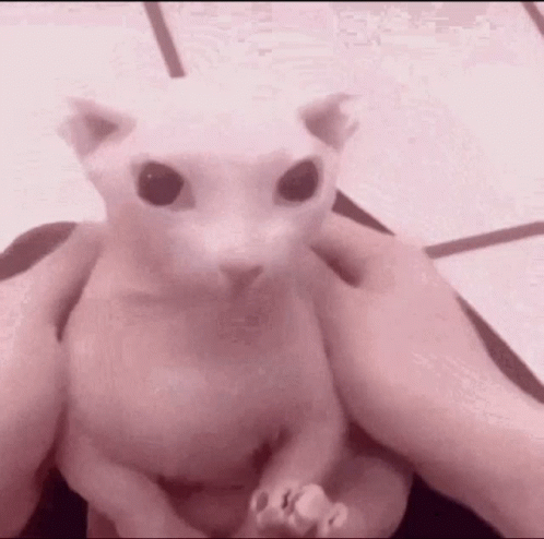 Bingus Prank Surprised Sphynx Cat GIF