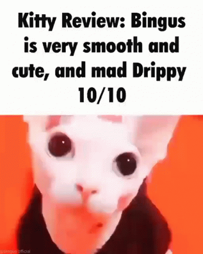 Bingus Sphynx Cat Cute Kitty GIF