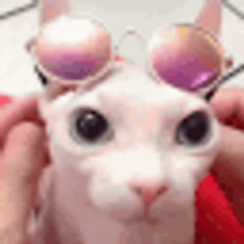 Bingus Sphynx Cat Fashion GIF