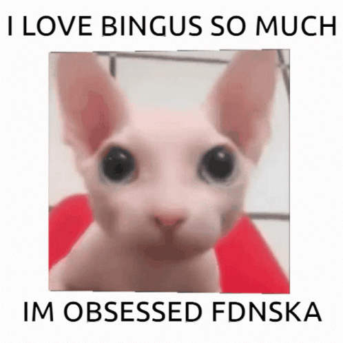 Bingus Sphynx Cat I'm Obsessed Rubik's Cube GIF