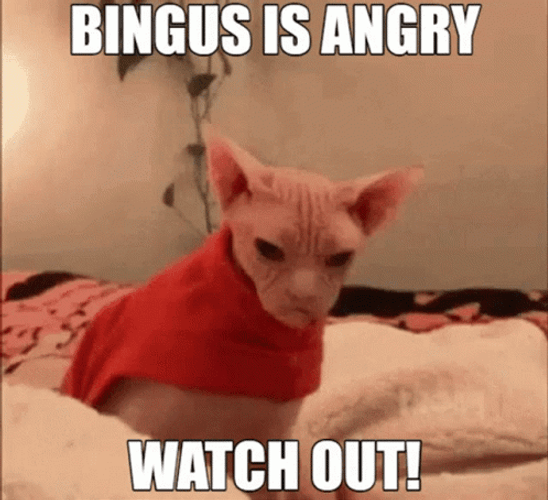 Bingus Sphynx Cat Is Scary Watch Out GIF