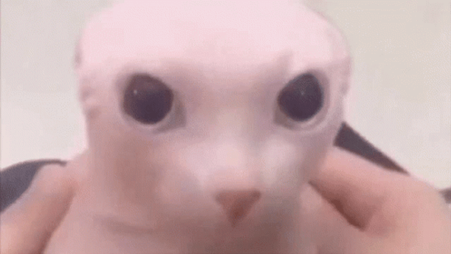 Bingus Sphynx Cat Kpop GIF
