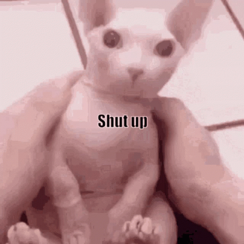 Bingus Sphynx Cat Shut Up GIF