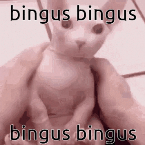 Bingus Sphynx Pet Cat  GIF