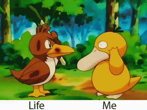 Bird and Duck Life and Me