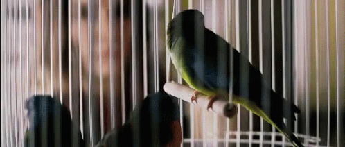 Bird Box Pretty Face Sandra GIF
